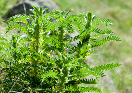 L’astragale, une plante médicinale