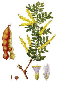 Acacia sénégal, l’arbre qui soigne la diarrhée